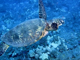 30 Hawksbill Sea Turtle IMG 2311